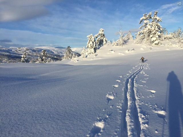 En skiløper går tur i flatt terreng.