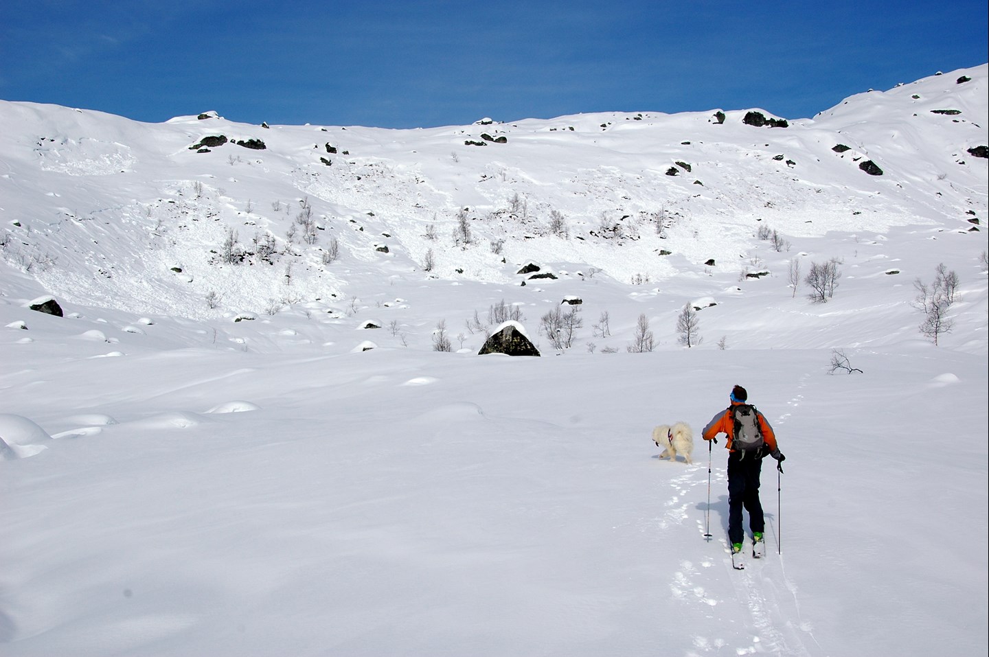 En skiløper og hund på tur i et område hvor det har gått flere snøskred.